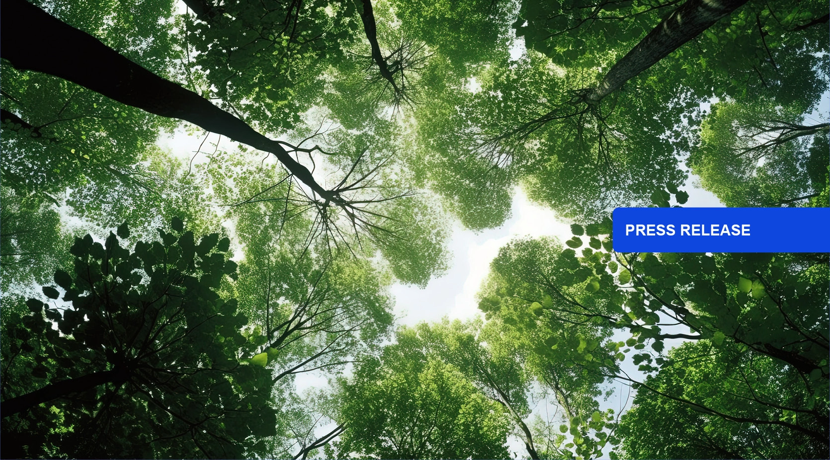 Press Release button overlaying a lush green forest canopy viewed from below.